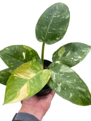 Philodendron 'Congo Nuclear' houseplant