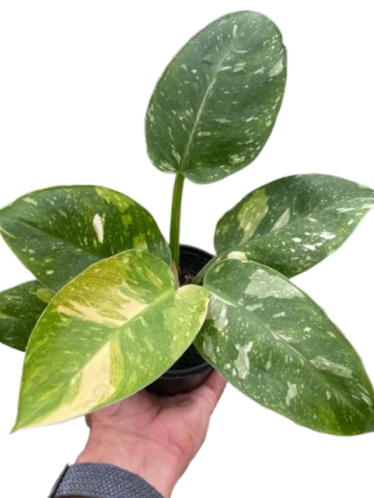 Philodendron 