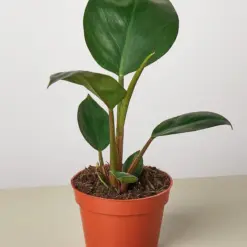 Philodendron 'Congo Rojo' houseplant