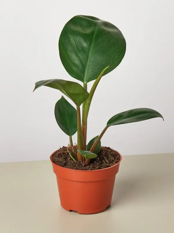 Philodendron 'Congo Rojo' houseplant