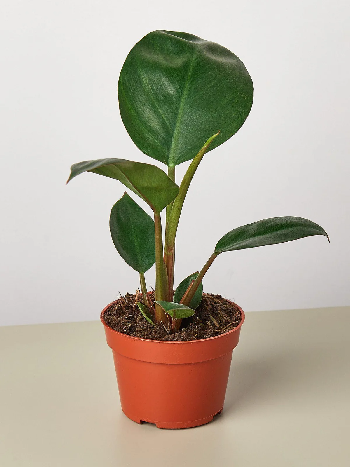 Philodendron 