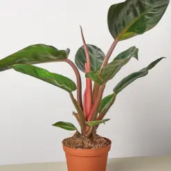 Philodendron 'Congo Rojo' — additional view