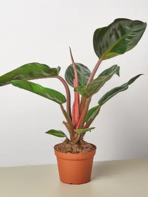 Philodendron 'Congo Rojo' — additional view