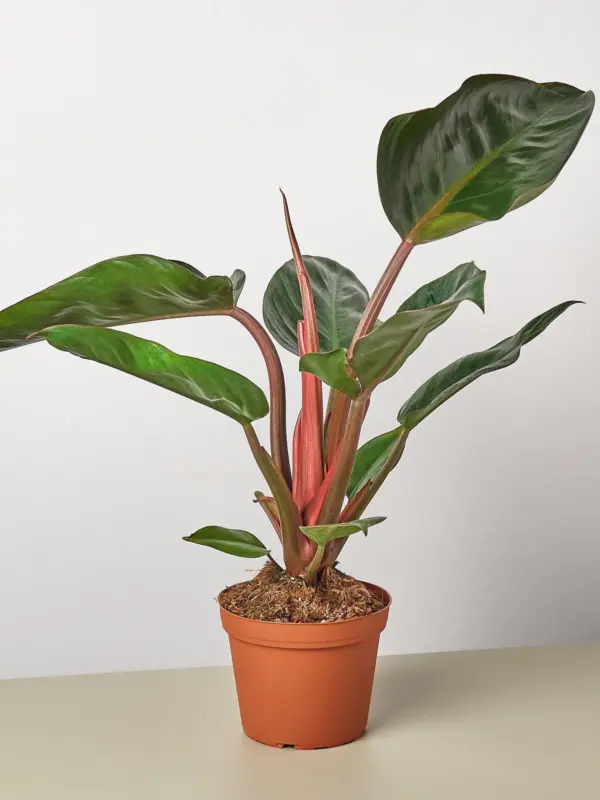 Philodendron 'Congo Rojo' — additional view