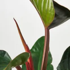 Philodendron 'Congo Rojo' — leaf detail close-up