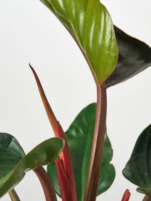 Philodendron 'Congo Rojo' — leaf detail close-up