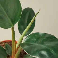 Philodendron 'Congo Rojo' — leaf detail close-up