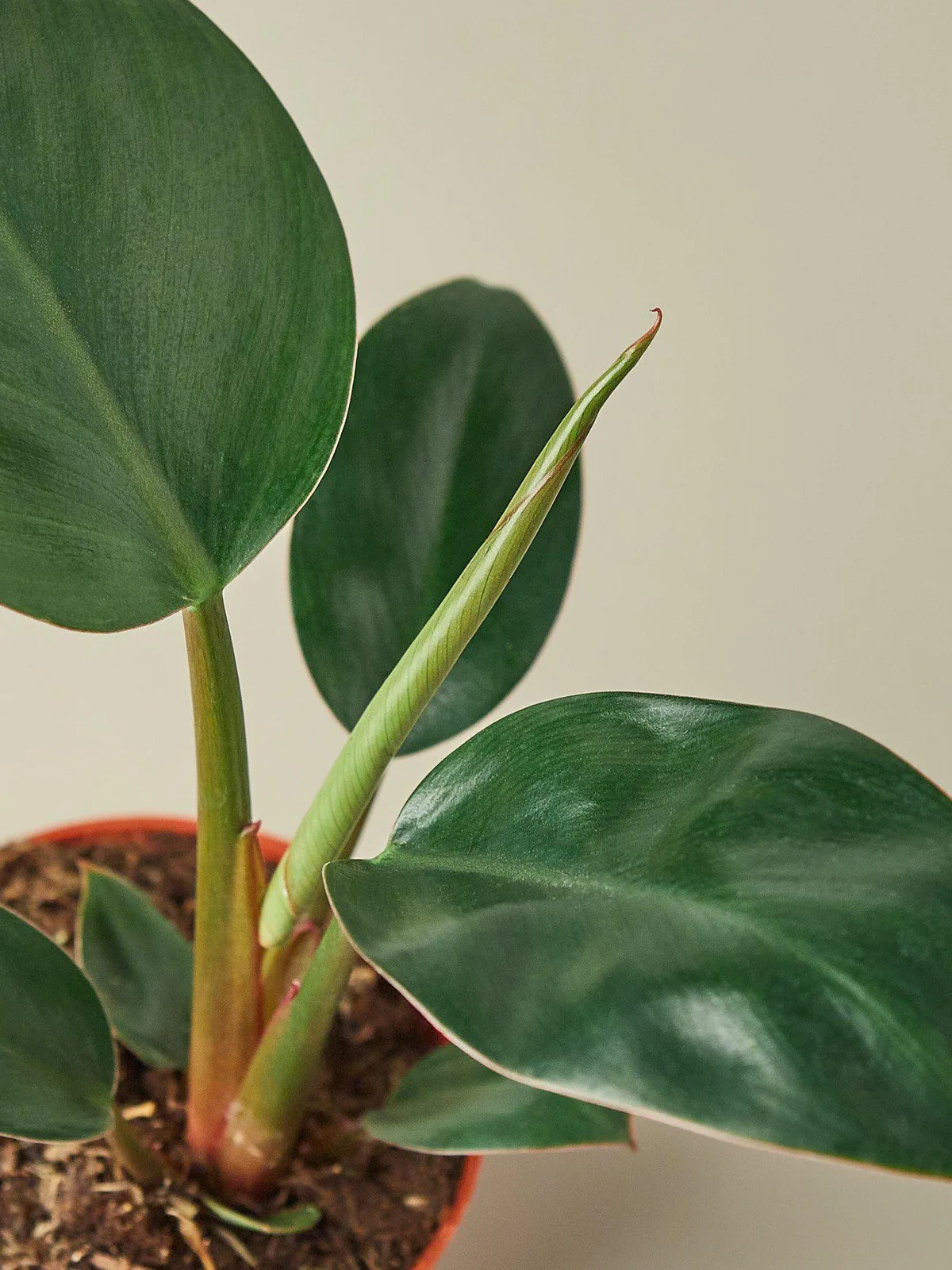 Philodendron 