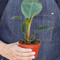 Philodendron 'Congo Rojo' — held in hand for size reference