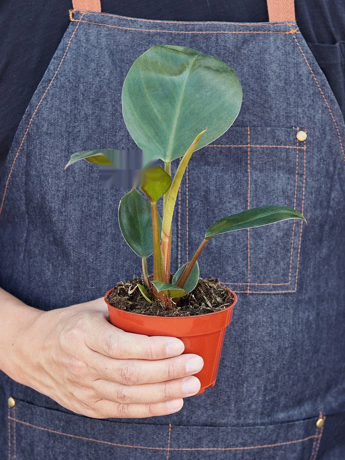 Philodendron 