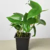Philodendron Cordatum 'Heartleaf' houseplant