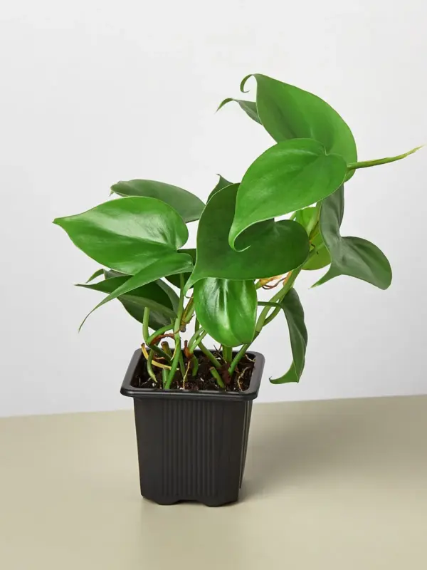 Philodendron Cordatum 'Heartleaf' houseplant
