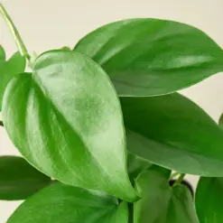 Philodendron Cordatum 'Heartleaf' — additional view