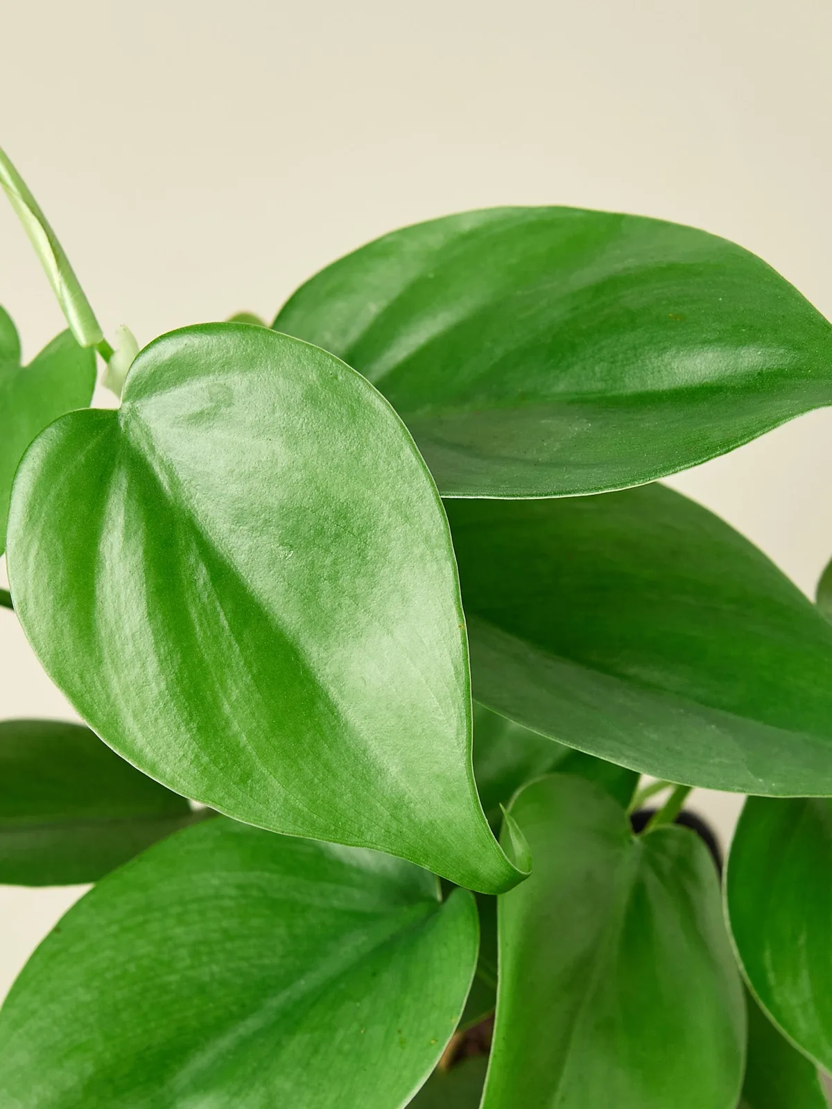 Philodendron Cordatum 
