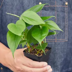 Philodendron Cordatum 'Heartleaf' — additional view