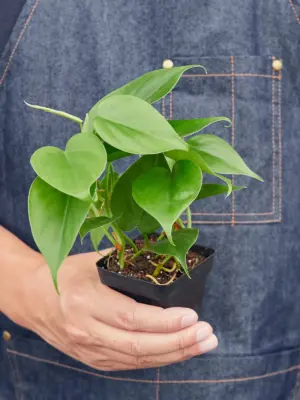 Philodendron Cordatum 'Heartleaf' — additional view