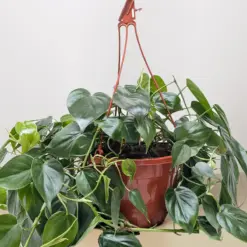 Philodendron Cordatum 'Heartleaf' — additional view