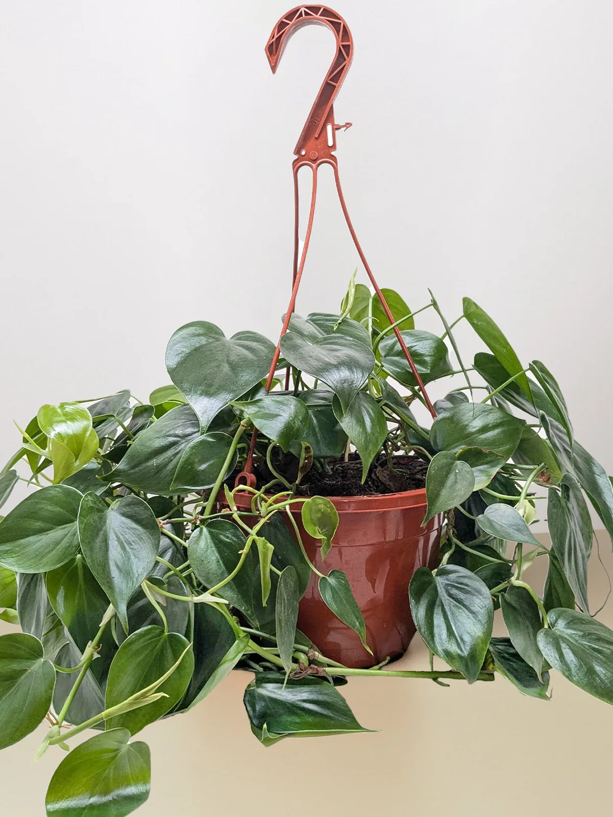 Philodendron Cordatum 