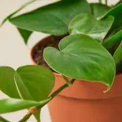 Philodendron Cordatum 'Heartleaf' — leaf detail close-up
