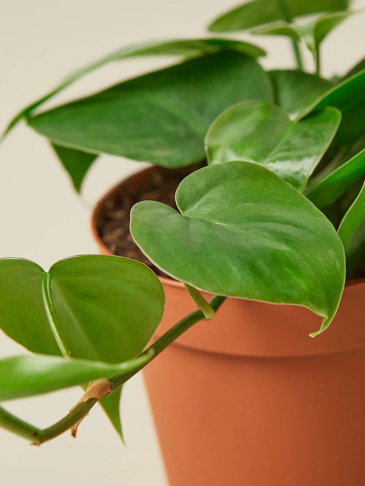 Philodendron Cordatum 