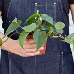 Philodendron Cordatum 'Heartleaf' — held in hand for size reference