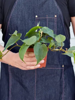 Philodendron Cordatum 'Heartleaf' — held in hand for size reference