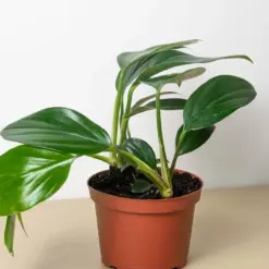 Philodendron 'Dragon Tail' houseplant