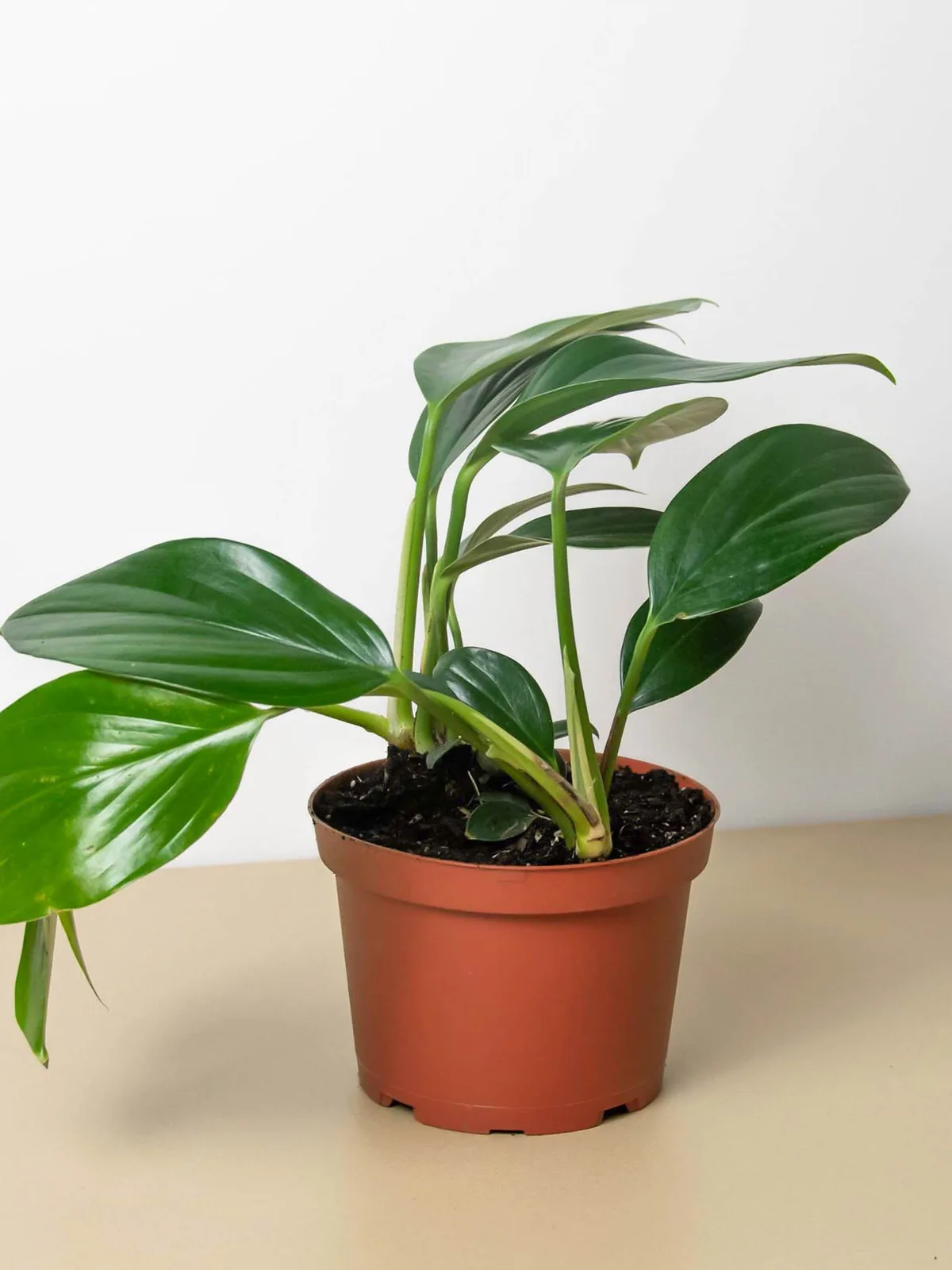 Philodendron 