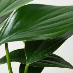 Philodendron 'Dragon Tail' — additional view