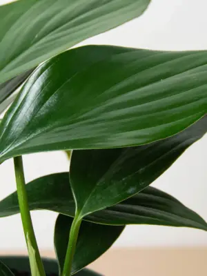 Philodendron 'Dragon Tail' — additional view