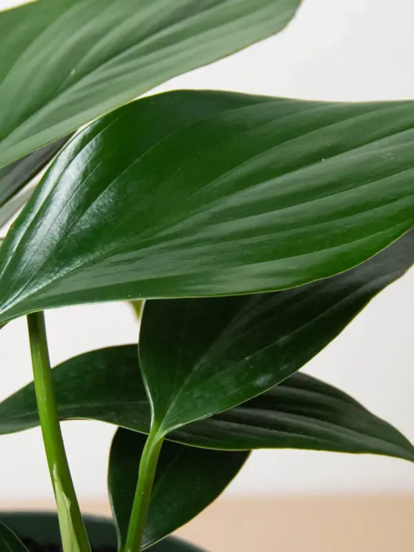 Philodendron 'Dragon Tail' — additional view