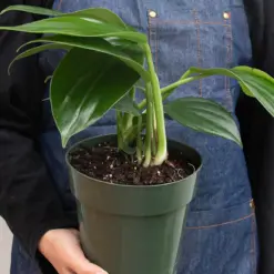 Philodendron 'Dragon Tail' — additional view