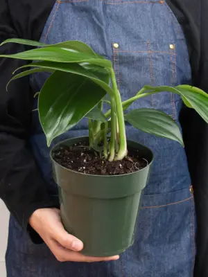 Philodendron 'Dragon Tail' — additional view