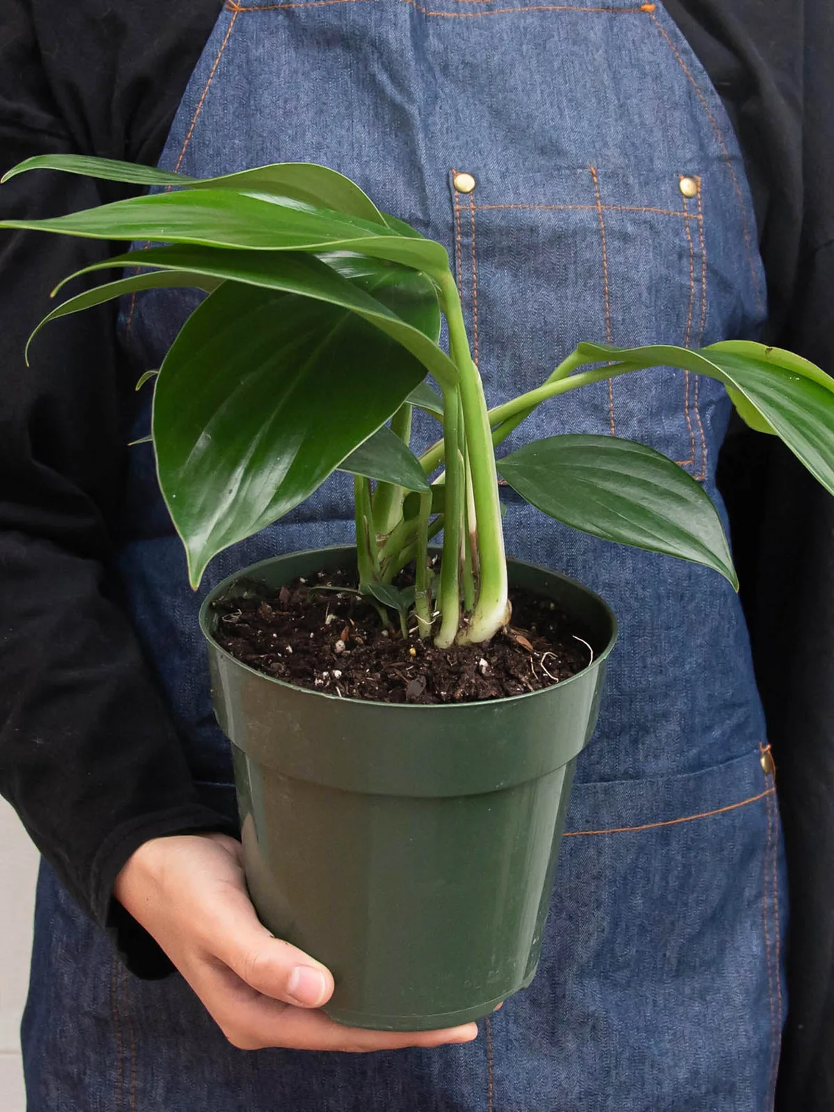 Philodendron 