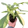 Philodendron Florida Beauty Variegated houseplant