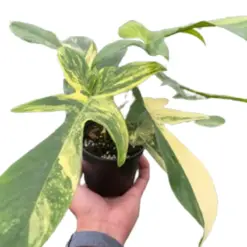 Philodendron Florida Beauty Variegated houseplant
