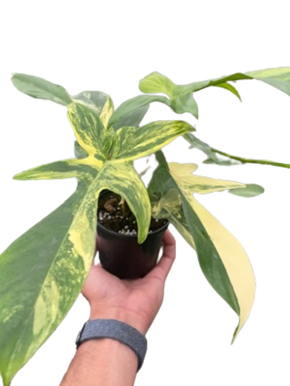 Philodendron Florida Beauty Variegated houseplant