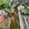 Philodendron 'Florida Bronze' houseplant