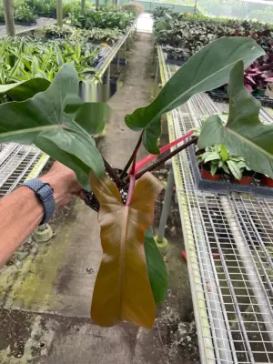 Philodendron 'Florida Bronze' houseplant