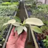 Philodendron 'Florida Ghost' houseplant