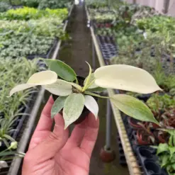 Philodendron 'Florida Ghost' houseplant