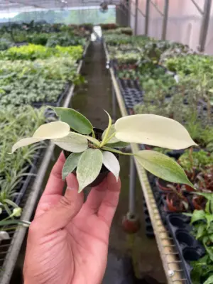Philodendron 'Florida Ghost' houseplant