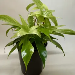 Philodendron 'Florida Ghost' — additional view