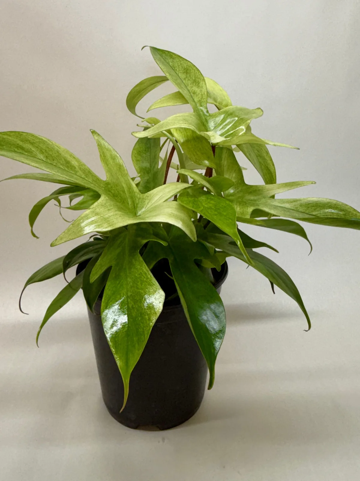 Philodendron 
