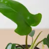 Philodendron 'Florida Green' houseplant