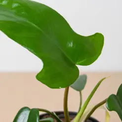 Philodendron 'Florida Green' houseplant