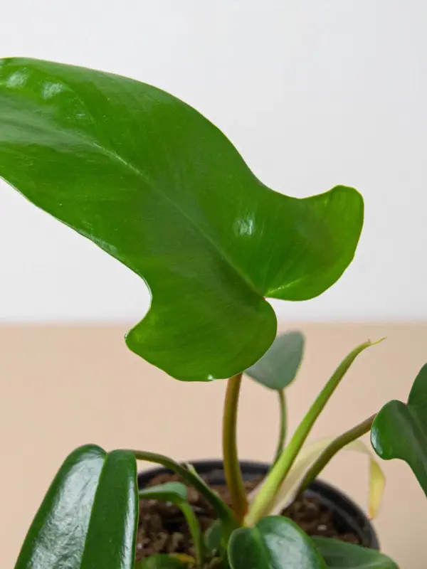 Philodendron 'Florida Green' houseplant