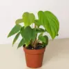 Philodendron 'Fuzzy Petiole' houseplant