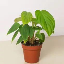 Philodendron 'Fuzzy Petiole' houseplant