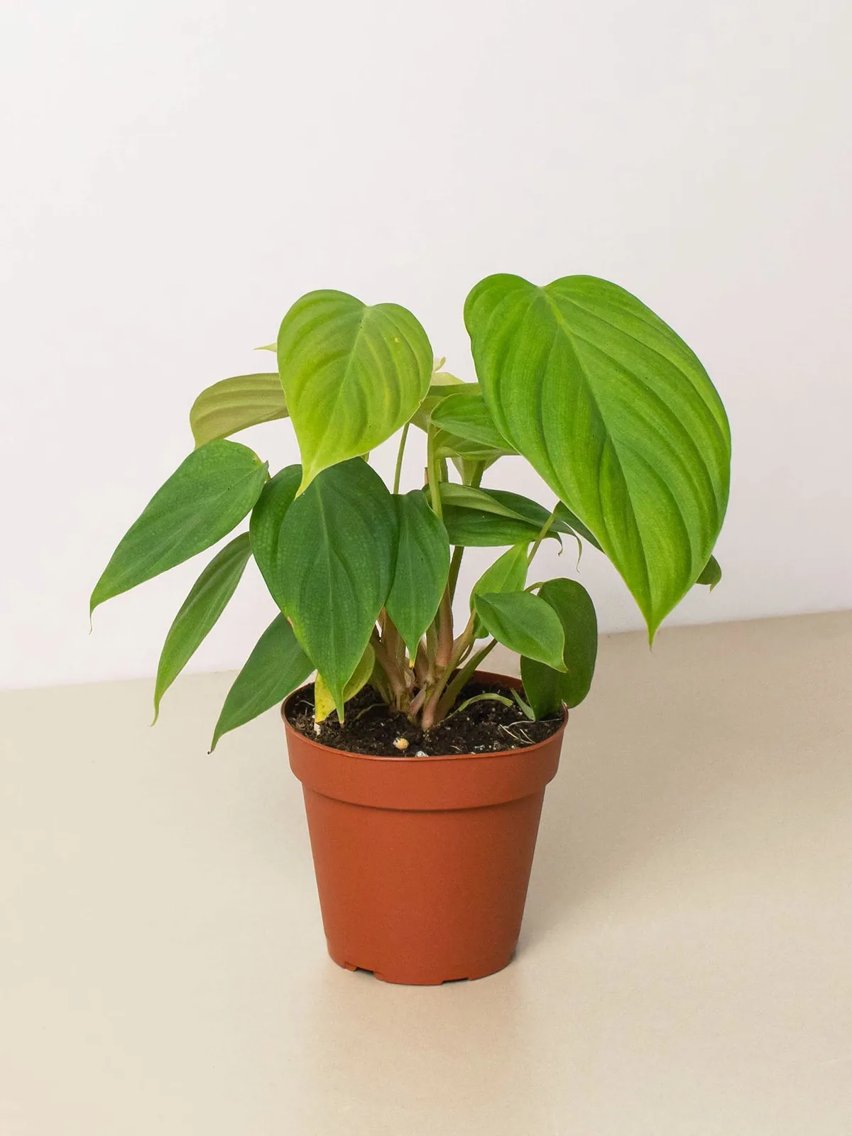 Philodendron 